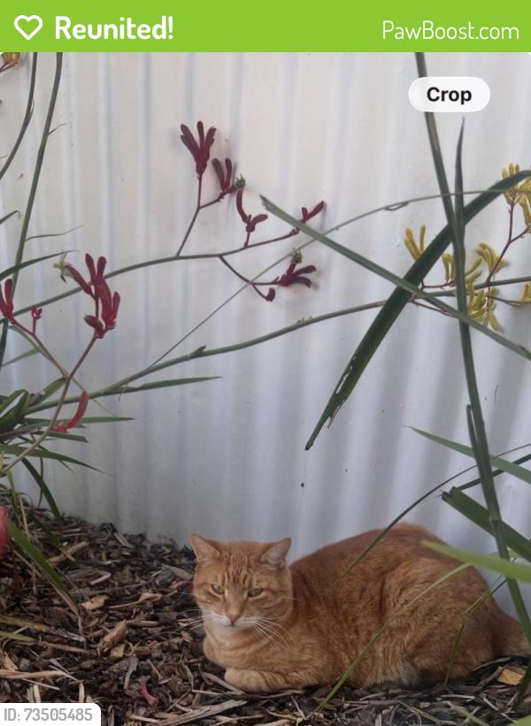Reunited Male Cat last seen hse, Merriwa, WA 6030