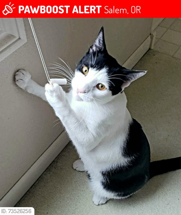 Lost Male Cat last seen Front Street & Tryon, Salem, OR 97301