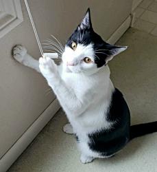Lost Male Cat last seen Front Street & Tryon, Salem, OR 97301