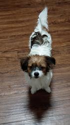 Reunited Female Dog last seen Mechanic St & Hobart St, Bethlehem, PA 18015