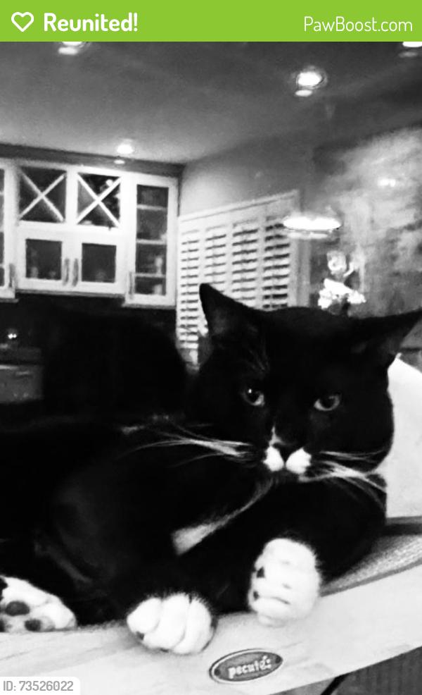 Reunited Male Cat last seen Marshall and Greenacre Road, Castro Valley, CA 94546
