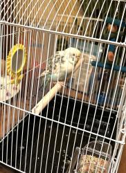 Found/Stray Unknown Bird last seen Sligo park hills neighborhood, Silver Spring, MD 20910