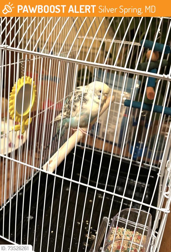 Found/Stray Unknown Bird last seen Sligo park hills neighborhood, Silver Spring, MD 20910