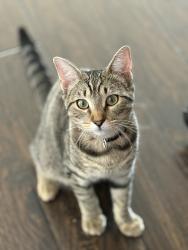 Lost Female Cat last seen Near Kathleen Court Fort Worth Tx 76137, Fort Worth, TX 76137