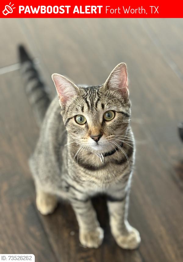 Lost Female Cat last seen Near Kathleen Court Fort Worth Tx 76137, Fort Worth, TX 76137