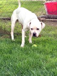 Reunited Male Dog last seen Fox hill, Sterling Heights, MI 48310