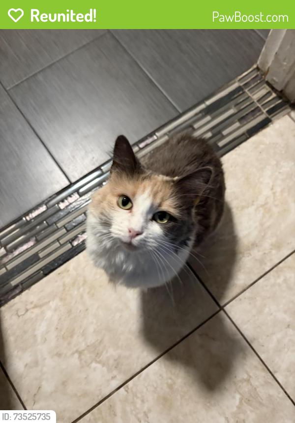 Reunited Female Cat last seen Del Mar, highcliff, new, Rosemead, CA 91770