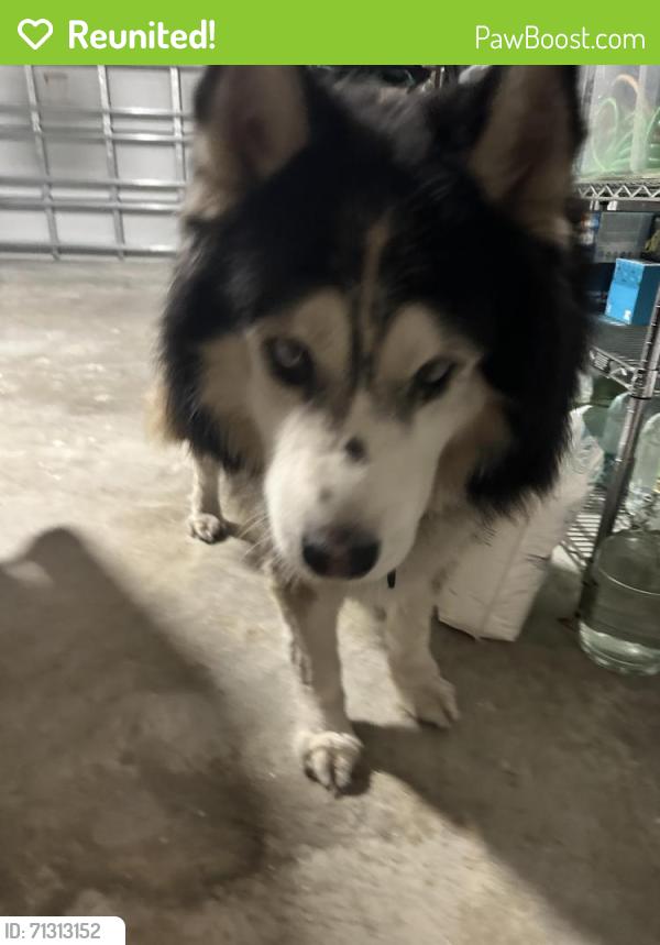 Reunited Unknown Dog last seen Santo Domingo Ave SW & Tucker St SW, Palm Bay, FL 32908