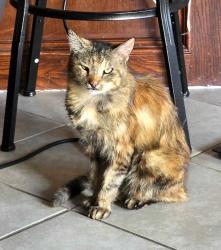 Reunited Female Cat last seen NW 122nd between Western and Santa Fe, Oklahoma City, OK 73114