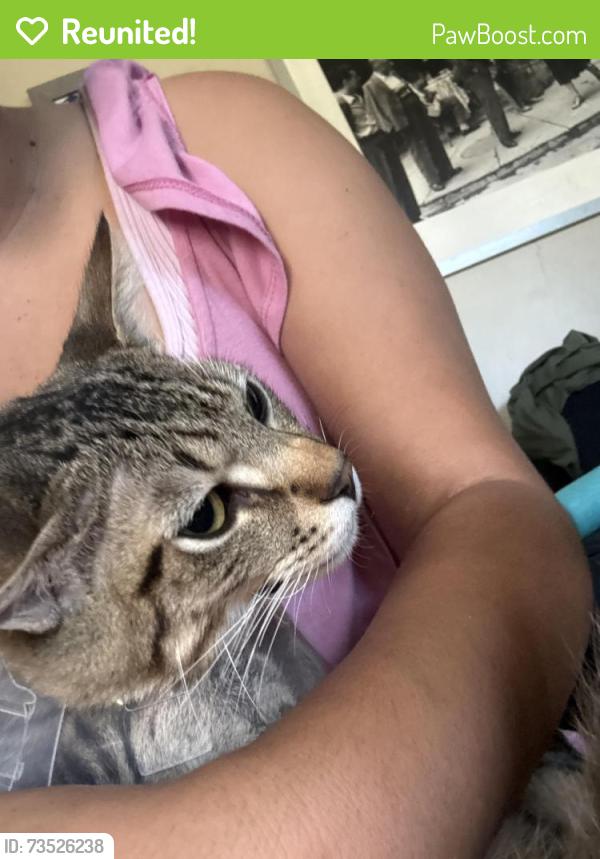 Reunited Male Cat last seen Katella and western, Stanton, CA 90680