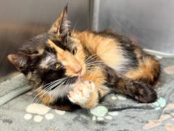 Shelter Stray Female Cat last seen Near Fort Independence Street, BRONX, NY, 10463, 326 E 110th St, New York, NY 10029, USA