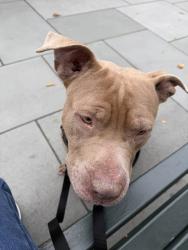 Shelter Stray Male Dog last seen Near Empire Blvd, Brooklyn, NY 11225, BROOKLYN, NY, 11225, 326 E 110th St, New York, NY 10029, USA