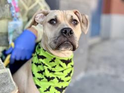 Shelter Stray Male Dog last seen Oval Park, BRONX, NY, 10467, 326 E 110th St, New York, NY 10029, USA