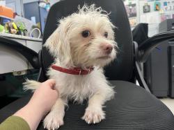 Shelter Stray Female Dog last seen Near Street, NEW YORK, NY, 10029, 326 E 110th St, New York, NY 10029, USA