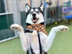 Shelter Stray Male Dog last seen Apt 1B,210 Grand Avenue, BRONX, NY, 10458, 326 E 110th St, New York, NY 10029, USA