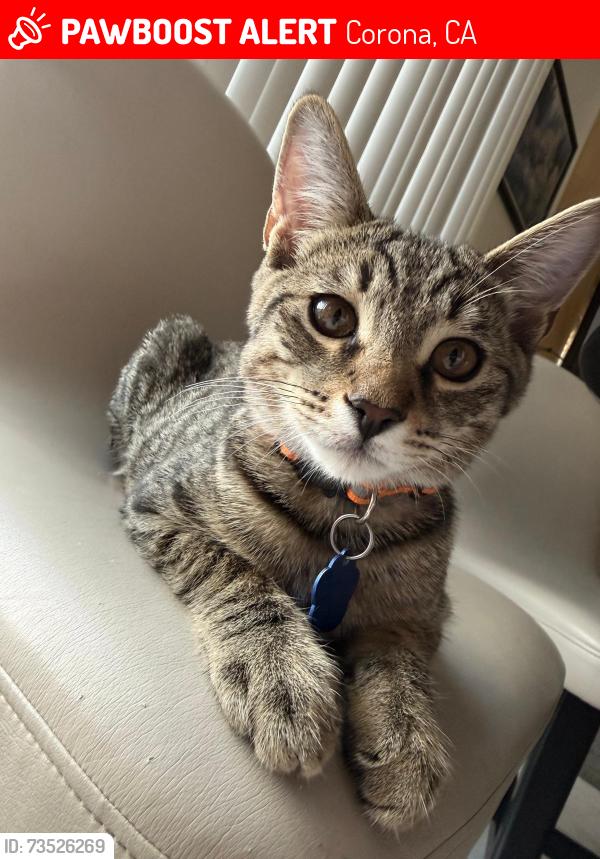 Lost Male Cat last seen Rimpau an foothill, Corona, CA 92881