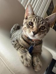 Lost Male Cat last seen Rimpau an foothill, Corona, CA 92881