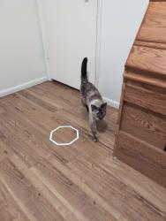 Reunited Female Cat last seen Spring Park, Fort Collins, CO 80525