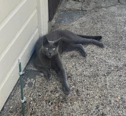 Lost Male Cat last seen Granby Road, Greater London, England SE9 1EN