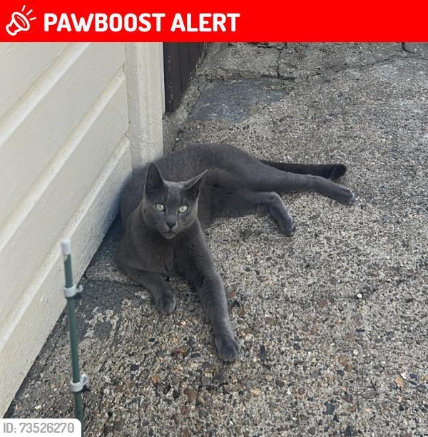 Lost Male Cat last seen Granby Road, Greater London, England SE9 1EN