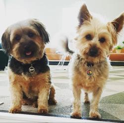 Reunited Male Dog last seen Waramanga Shops, Waramanga, ACT 2611