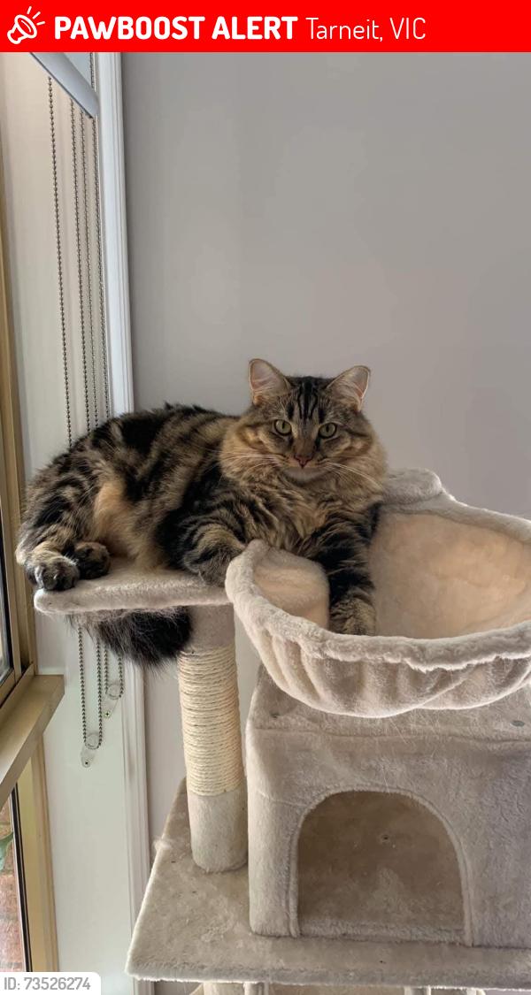 Lost Male Cat last seen Bethany Road, Tarneit, Tarneit, VIC 3029