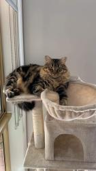 Lost Male Cat last seen Bethany Road, Tarneit, Tarneit, VIC 3029