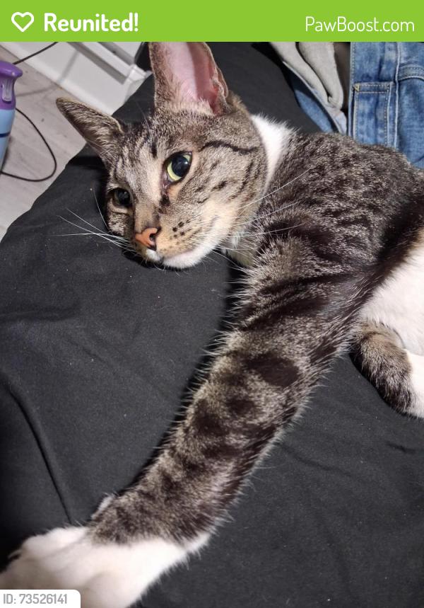 Reunited Male Cat last seen Train station near me, Philadelphia, PA 19111