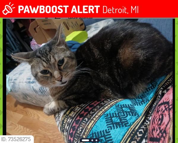 Lost Male Cat last seen Ferguson and Puritan, Detroit, MI 48227