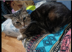 Lost Male Cat last seen Ferguson and Puritan, Detroit, MI 48227