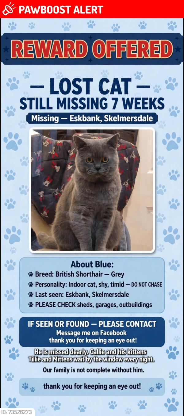 Lost Male Cat last seen Eskbank skelmersdale, Skelmersdale, England 