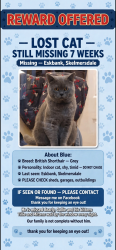 Lost Male Cat last seen Eskbank skelmersdale, Skelmersdale, England 