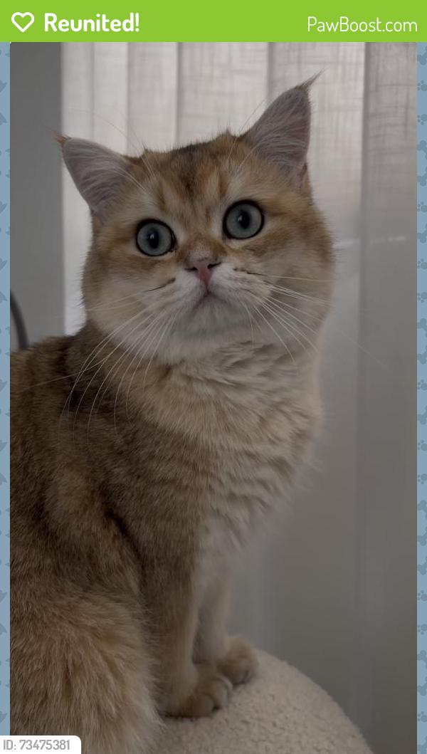 Reunited Male Cat last seen 54th street, Fort Lauderdale, FL 33308