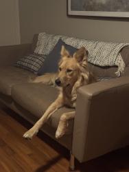 Reunited Female Dog last seen Cumberland dr, Shelby, NC 28150
