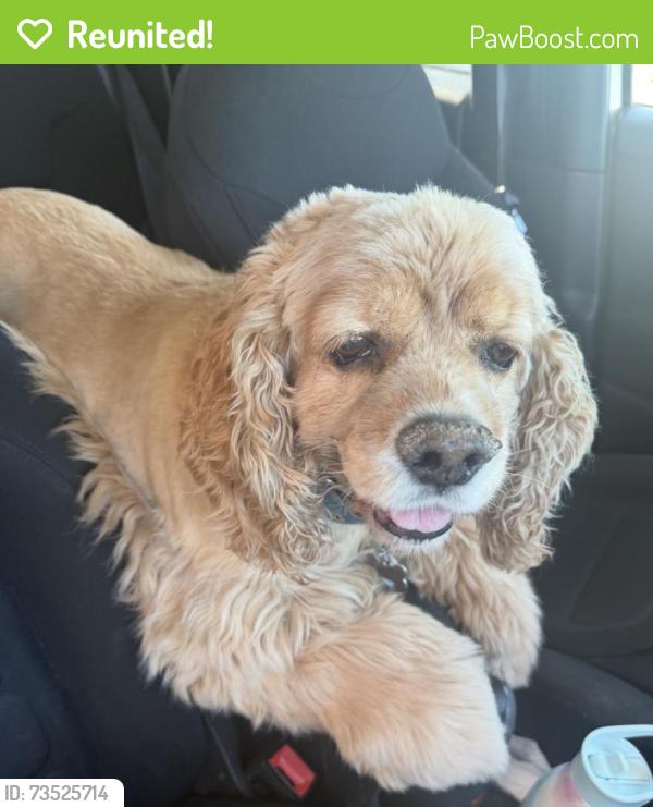 Reunited Male Dog last seen Near Mackinac Rd, Atlantis, FL 33462, USA, Atlantis, FL 33462