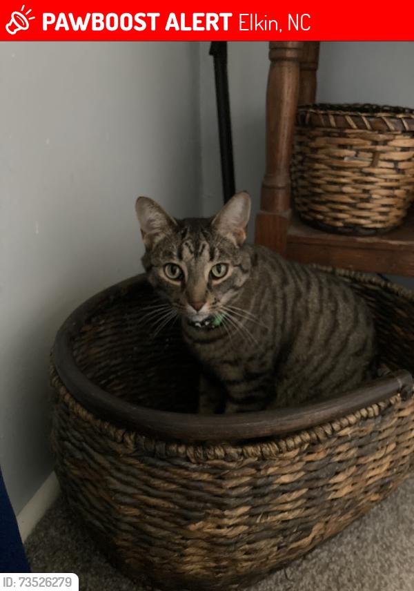 Lost Male Cat last seen North Elkin Drive, Elkin, NC 28621