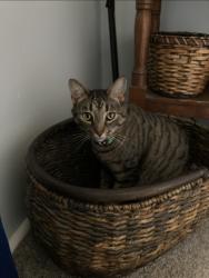 Lost Male Cat last seen North Elkin Drive, Elkin, NC 28621