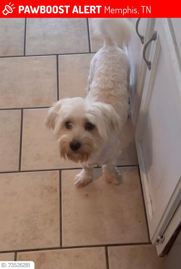 Lost Male Dog last seen Raleigh millington, Memphis, TN 38128