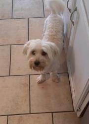 Lost Male Dog last seen Raleigh millington, Memphis, TN 38128