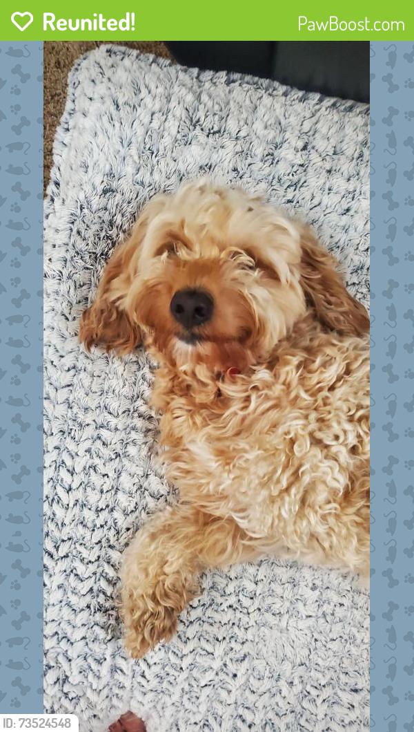 Reunited Male Dog last seen Somerbrook, Kansas City, MO 64157