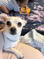 Lost Male Dog last seen Near Parkview Drive I77, Columbia, SC 29223