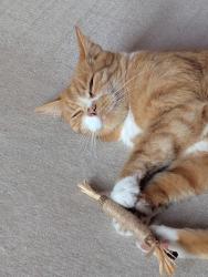 Reunited Male Cat last seen St Saviours Road Beaufort East., Bath and North East Somerset, England 