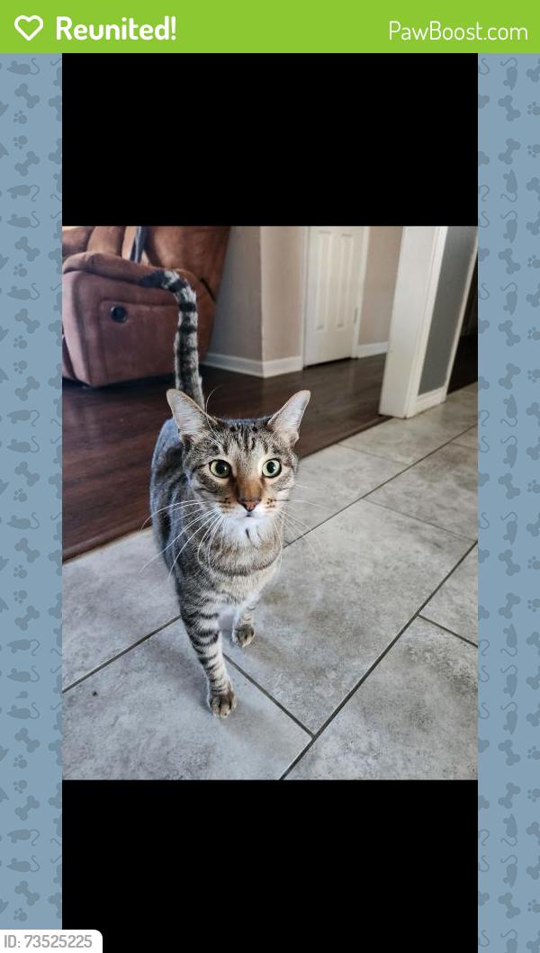 Reunited Male Cat last seen Mitchell, Arlington, TX 76010