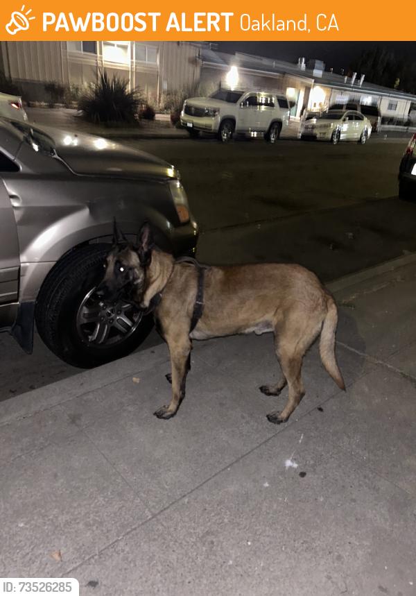 Found/Stray Male Dog last seen Tassafaronga Recreation Center, Oakland, CA 94621