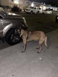 Found/Stray Male Dog last seen Tassafaronga Recreation Center, Oakland, CA 94621