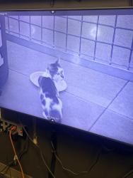 Found/Stray Female Cat last seen Sporting Goods Park, Denver, CO 80216