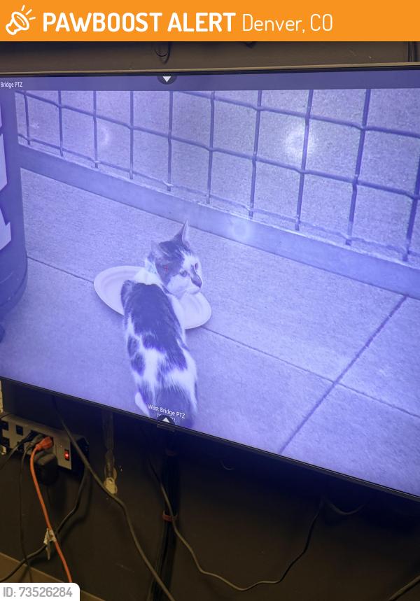 Found/Stray Female Cat last seen Sporting Goods Park, Denver, CO 80216