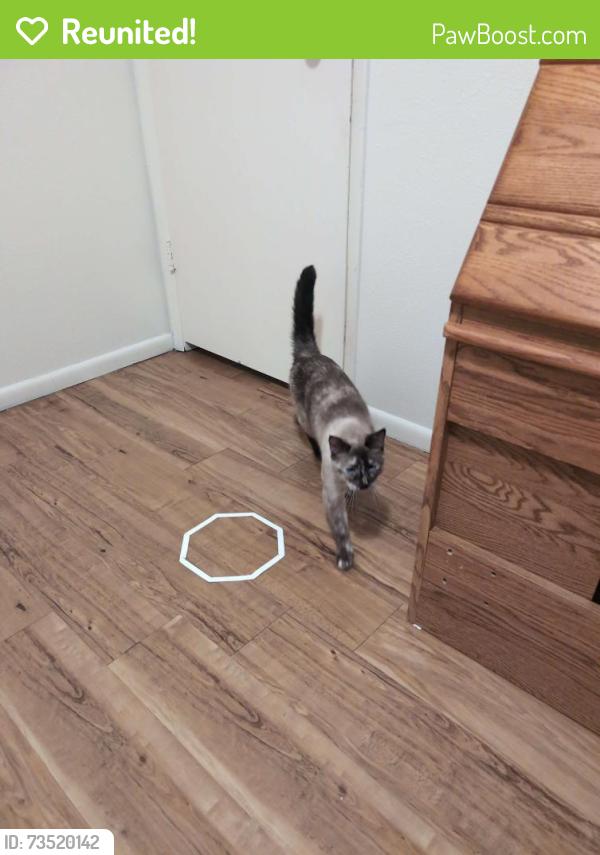 Reunited Female Cat last seen Spring Park, Fort Collins, CO 80525