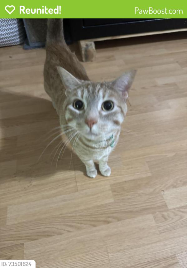 Reunited Male Cat last seen McClure Drive- back corner, Tallahassee, FL 32312