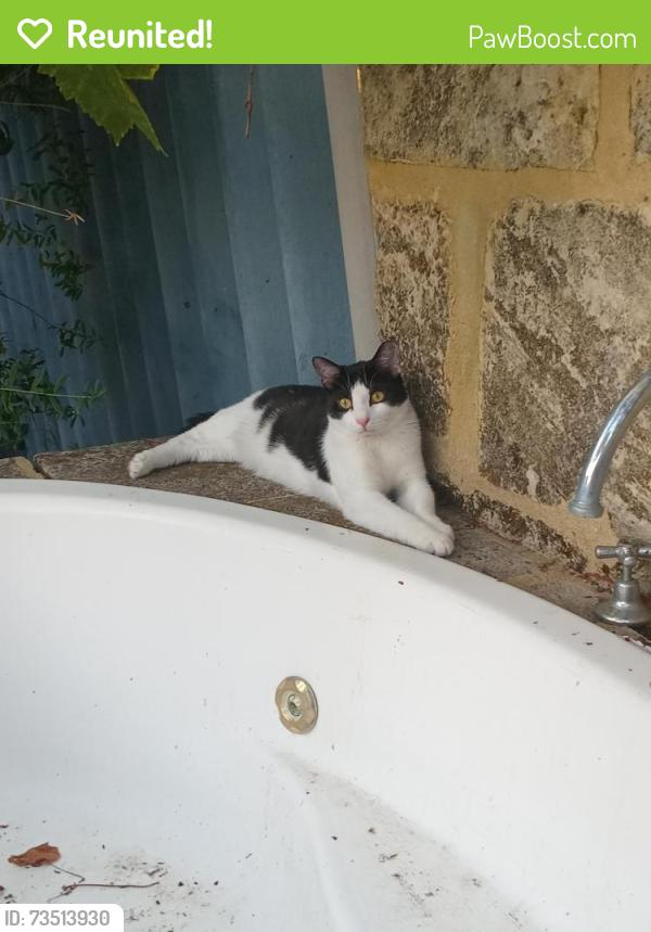 Reunited Male Cat last seen Adrian st and mcgrgeor roads, Palmyra, WA 6157